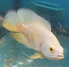 Albino ruby white for sale  Miami