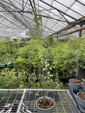 Common pear tree for sale  CHORLEY