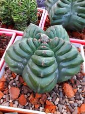 267t astrophytum kikko gebraucht kaufen  Dettingen an der Erms