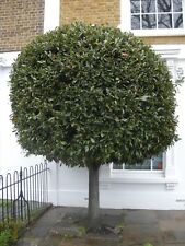 Live plant fragrant for sale  USA