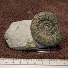 Tolle stufe jura gebraucht kaufen  Rödermark