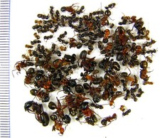 Hymenoptera. Uma mistura de formigas da floresta. N Ucrânia., usado comprar usado  Enviando para Brazil
