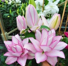 Pick lily choose for sale  Hayden