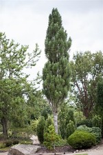 Pinus nigra belisk gebraucht kaufen  Westerstede