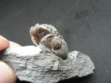 Trilobite geesops sparsinodosu usato  Napoli