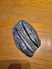 Orthoceras fossils slab for sale  SIDMOUTH