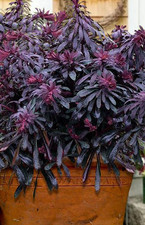 Euphorbia hybrid miners for sale  UK