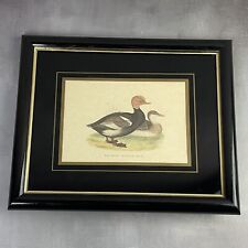 Gravure couleur canard d'occasion  Ervy-le-Châtel