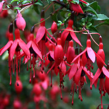 Fuchsia riccartonii flowering for sale  UK