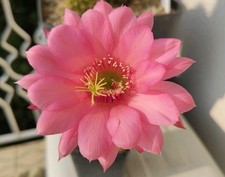 Cactus echinopsis al20 usato  Gallarate