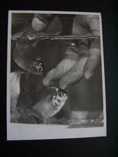 Man fingers piranha for sale  SWANSEA