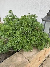 Weinraute winterhart getopfte gebraucht kaufen  Coswig