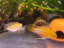 Apistogramma hongsloi red for sale  Smartsville