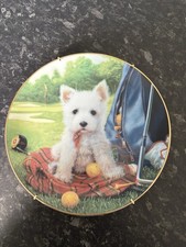 Hole one westie for sale Hole one westie for sale  NOTTINGHAM