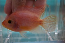 Short body goldbase for sale  De Leon Springs
