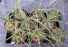 Calibanus hookeri caudiciform for sale  CHORLEY