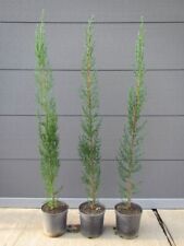 Cupressus sempervirens mittelm gebraucht kaufen  Wuppertal