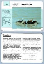 mudskippers for sale mudskippers for sale SLEAFORD