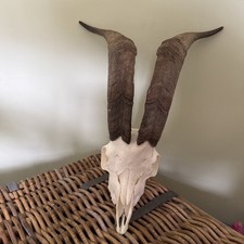 Feral wild goat for sale  COLWYN BAY