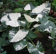Milky way colocasia for sale  Mobile