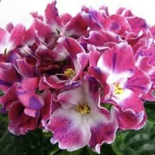 African violet plant. for sale  Summerville