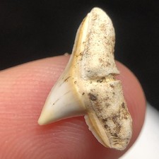 Rare hammerhead summerville for sale  Palm Harbor