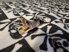 Real western diamondback for sale  Lubbock