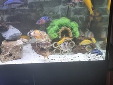 4ft aquarium fx6 for sale  CONSETT