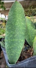 Sansevieria masoniana live for sale  Homestead