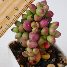 Exact plant crassula for sale  BEXHILL-ON-SEA