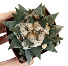 Ariocarpus retusus forma usato  Napoli