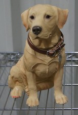 Sitting golden labrador usato  Spedire a Italy