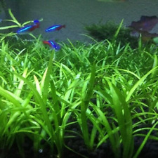 Sagittaria subulata petite d'occasion  Krautergersheim