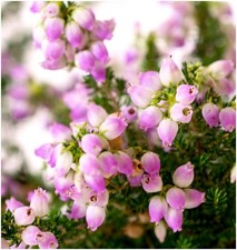 Bell heather erica for sale  PRESTON