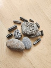 Yorkshire fossils coral for sale  HULL