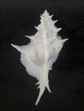 Siratus alabaster seashell for sale  Raleigh
