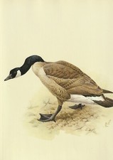 Lansdowne canada goose for sale  Medina