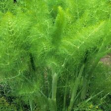 Herb fennel green for sale  SALISBURY