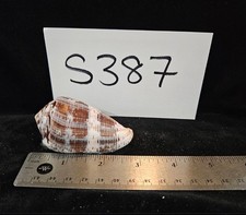 Conus tulipa seashell for sale  Warner Robins