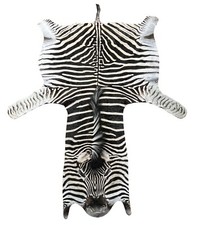 Genuine burchell zebra for sale  Fort Worth