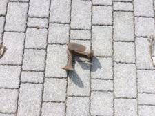 Old fashion shoe for sale Old fashion shoe for sale  RICHMOND