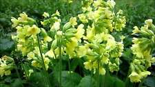 Primula elatior marginal for sale  MARKET RASEN