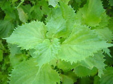 250 graines shiso d'occasion  France