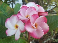 Rare j.l. pink for sale  Honolulu