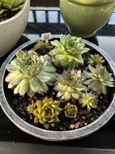 Assorted sempervivum live for sale  Dover