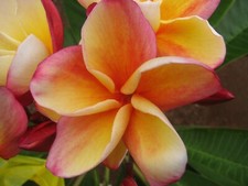 Rare orange special for sale  Honolulu