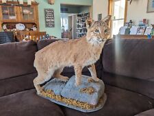 Bobcat taxidermy full for sale  Lindley