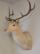 Fallow deer buck for sale  Dallas