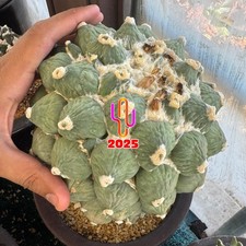 Ariocarpus ret. maruibo usato  San Cassiano