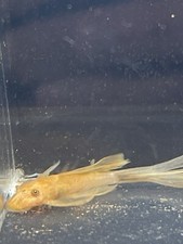 Longfin super red for sale  Bristol